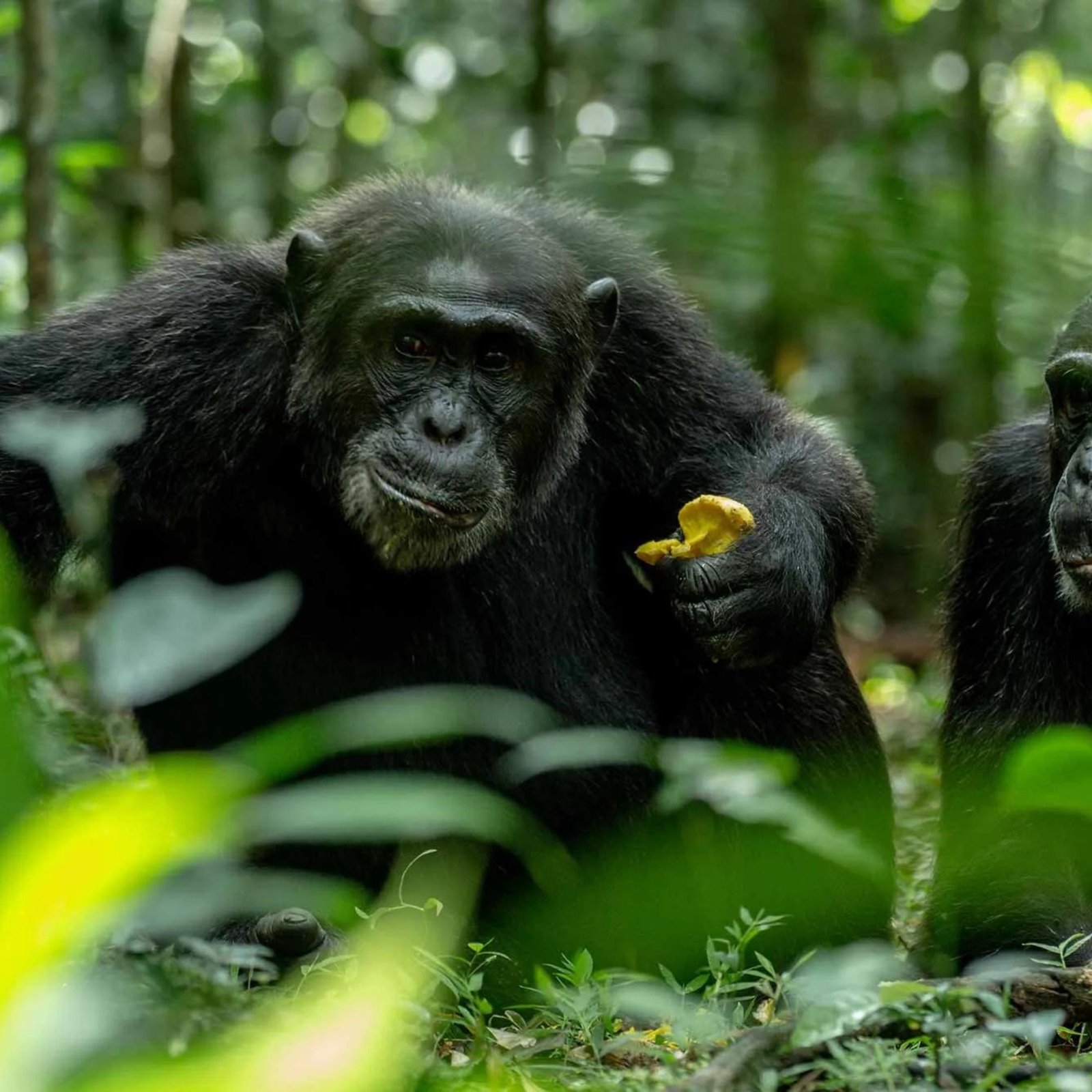 Untitled design - 2024-05-25T151919.434