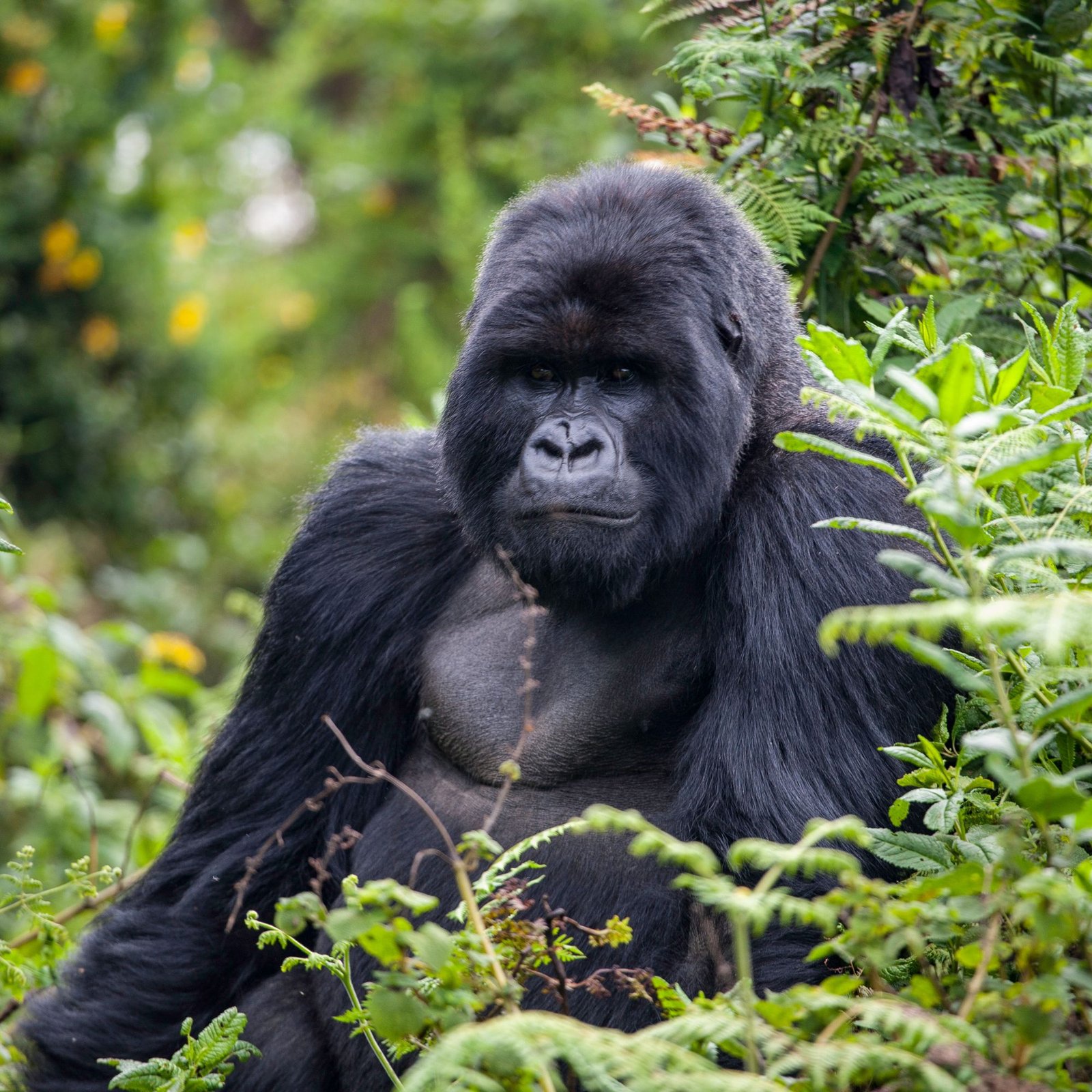 Untitled design (26)