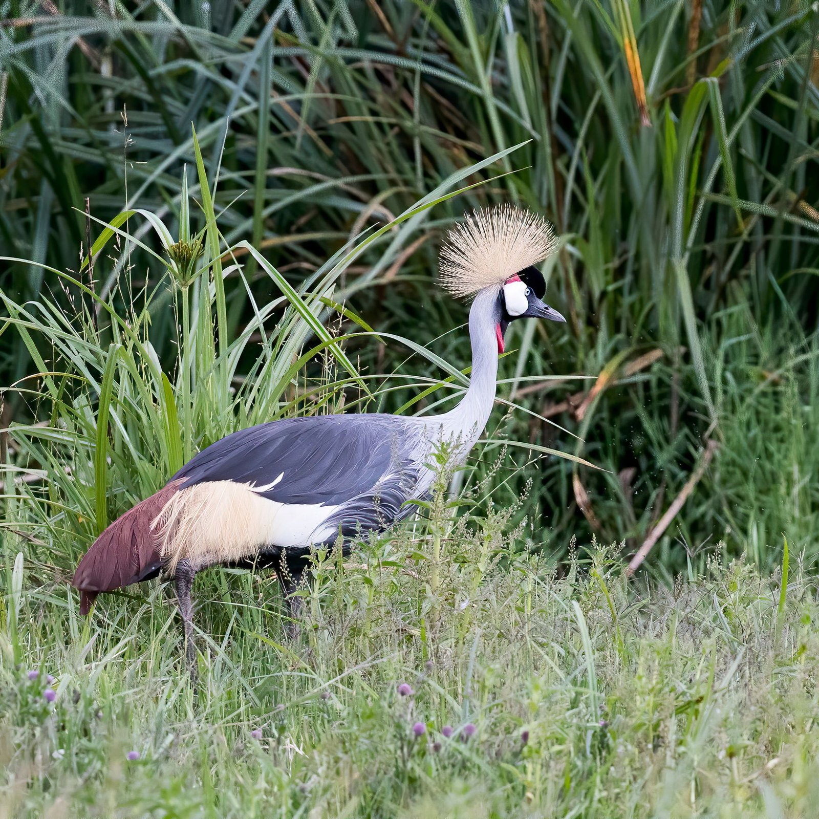 Untitled design (31)