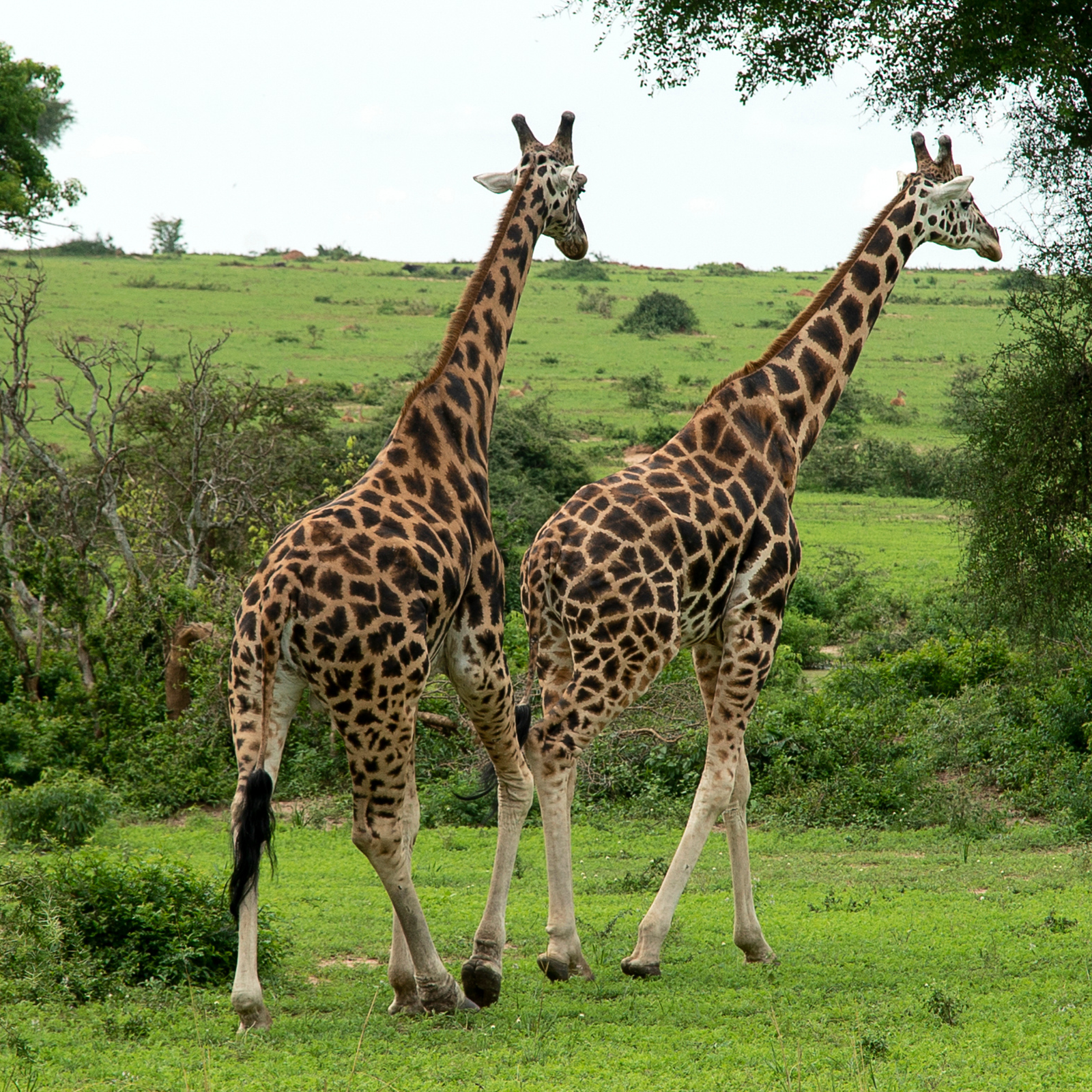 Untitled design (31)