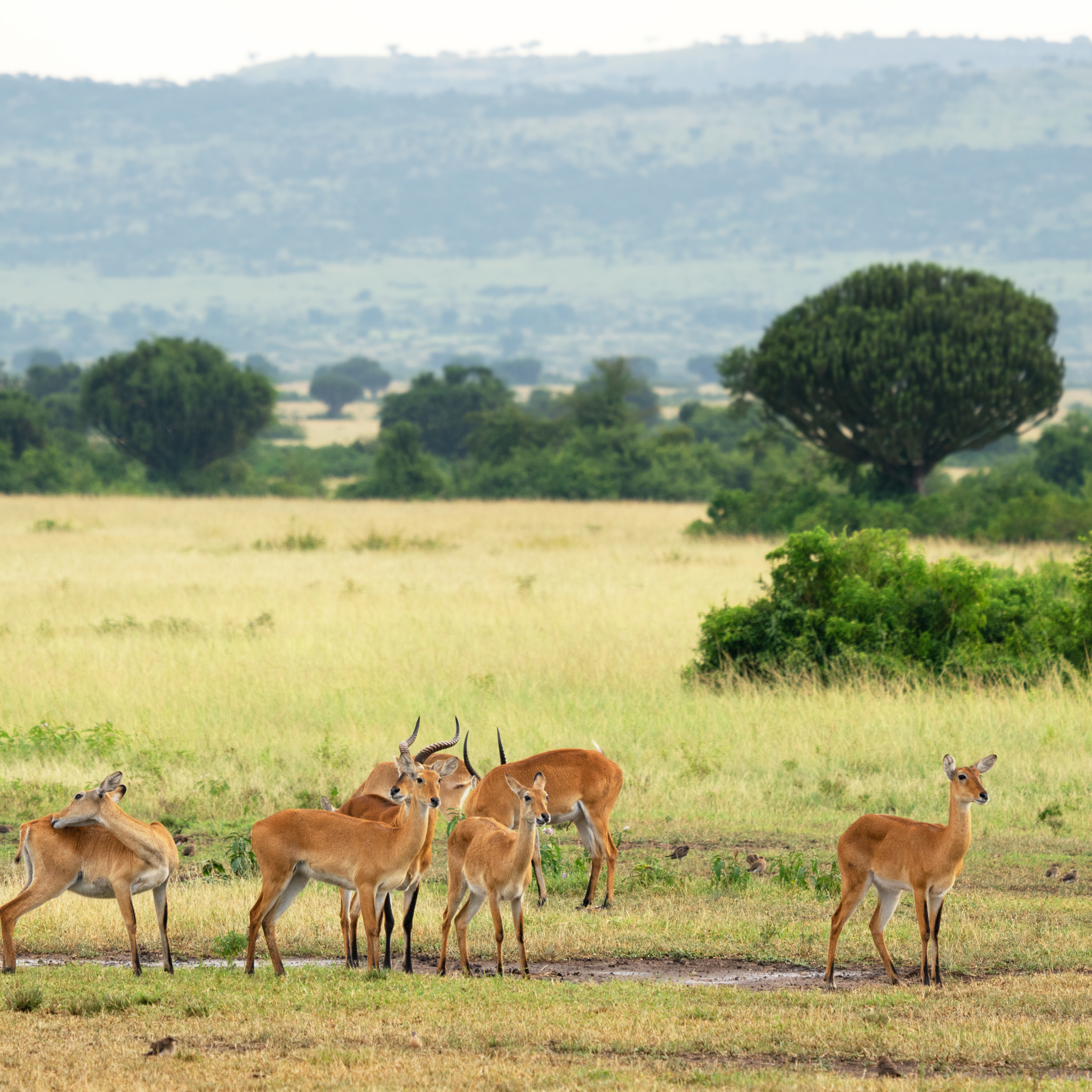 Untitled design (33)