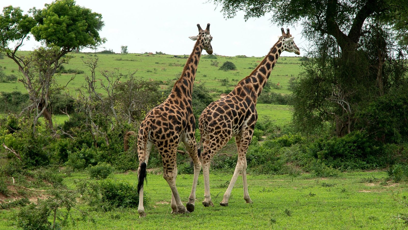 Untitled design (56)